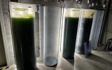 Freshwater algae production-c294f20b.jpg