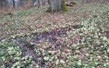Źródła, osuwiska i lepiężniki to niejedyne walory lasu jodłowego na Górze Borowinowej w Iwoniczu-Zdroju