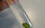 Algae toxicity test-a63ac437.jpg