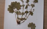 herbarium4-431bd1b6.jpg