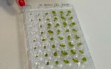 Duckweed toxicity test-409d4dbc.jpg