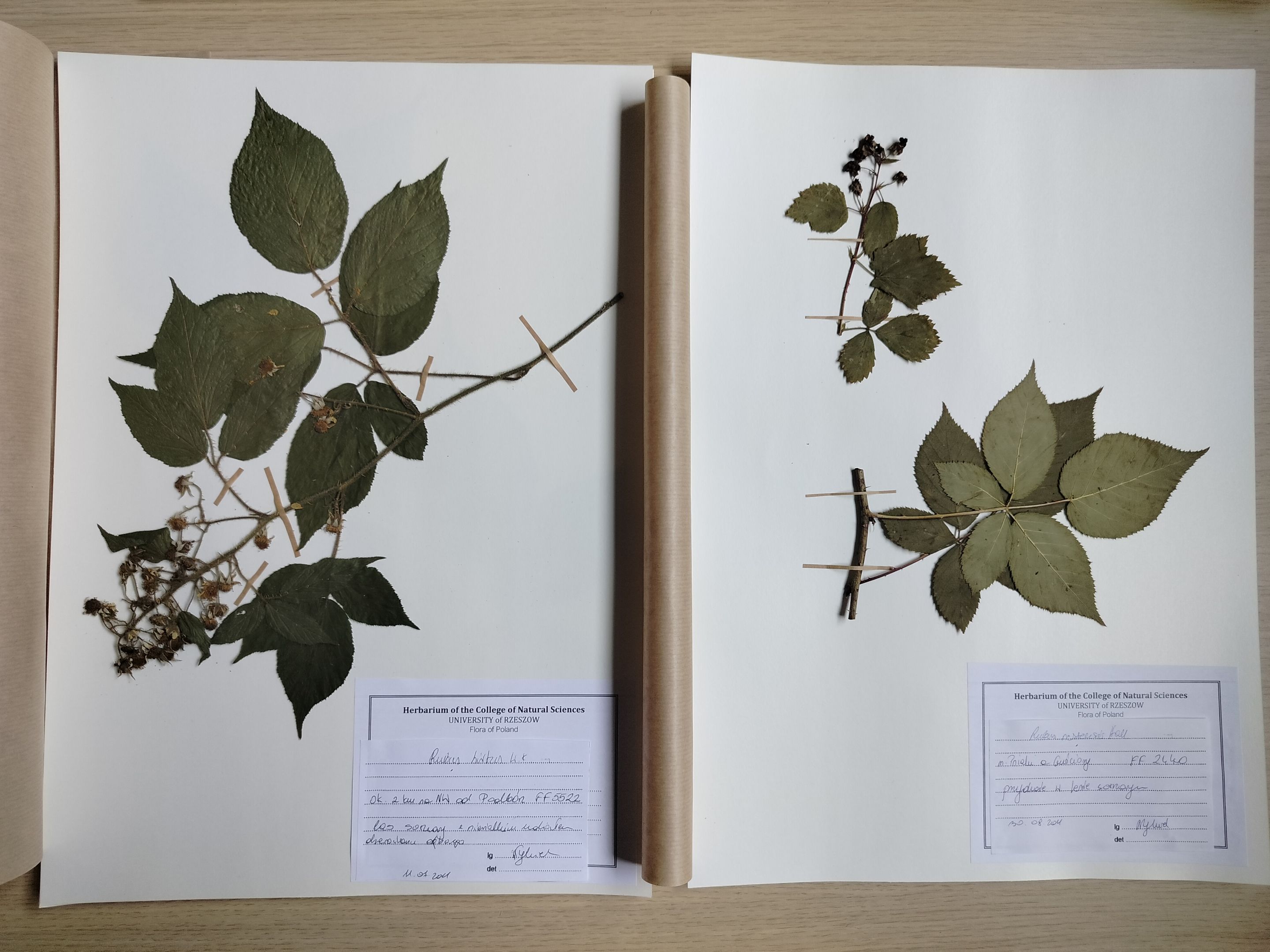 Obraz przedstawia zdjęcia roślin przygotowanych jako element herbarium
