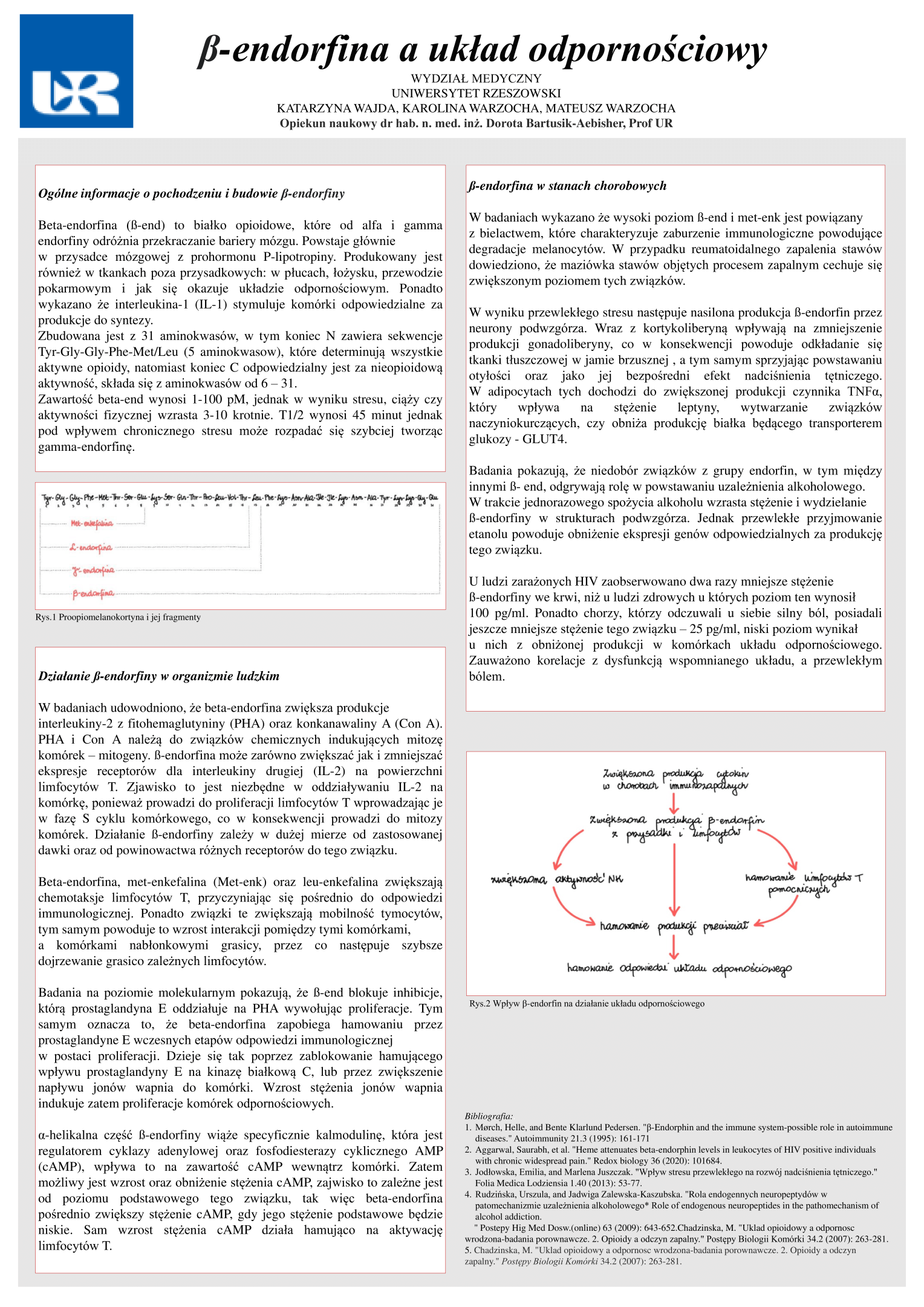 β-endorfina-a-uklad-odpornosciowy-UR Cell Biochemistry Student Scientific Circle